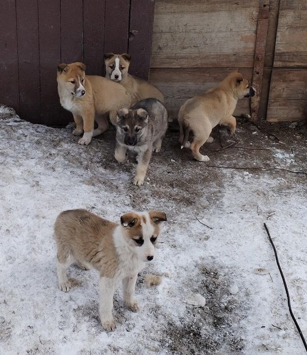 Отдам щенят бесплатно