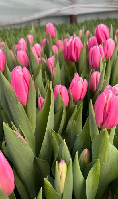 Тюльпаны оптом и в розницы