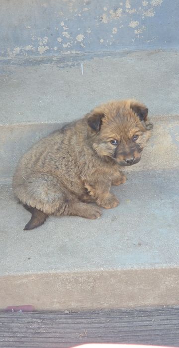 Подарявам 2 женски кученца.