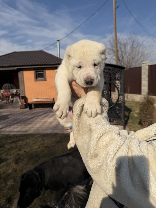 Продаются щенки алабай