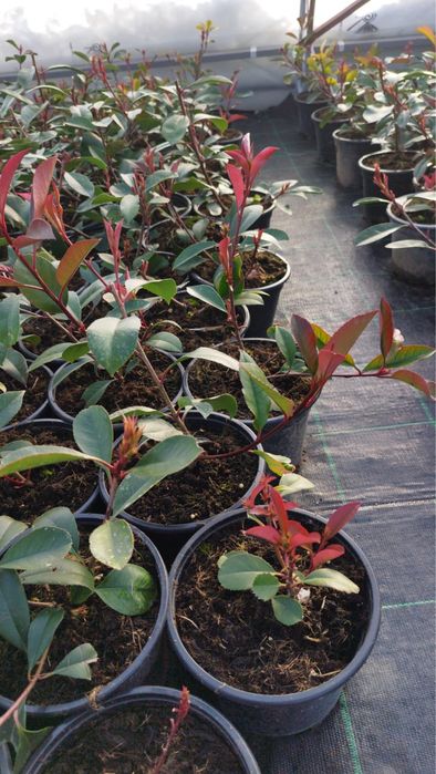 Фотиния-(Photinia Red Robin)