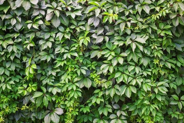 Девичий виноград в горшке