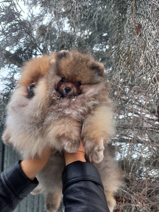 Продаётся шикарный мальчик