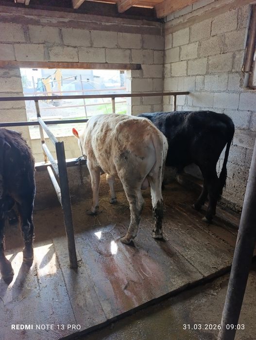 Продам быков подсосы