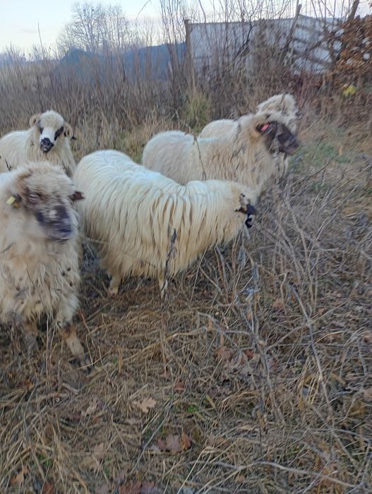 Oi și capre de vanzare