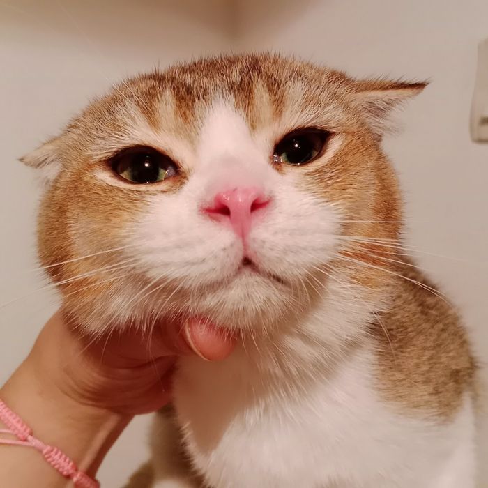 Сладкий как мёд Скоттиш Фолд мальчик золотистый биколор в лучшие руки