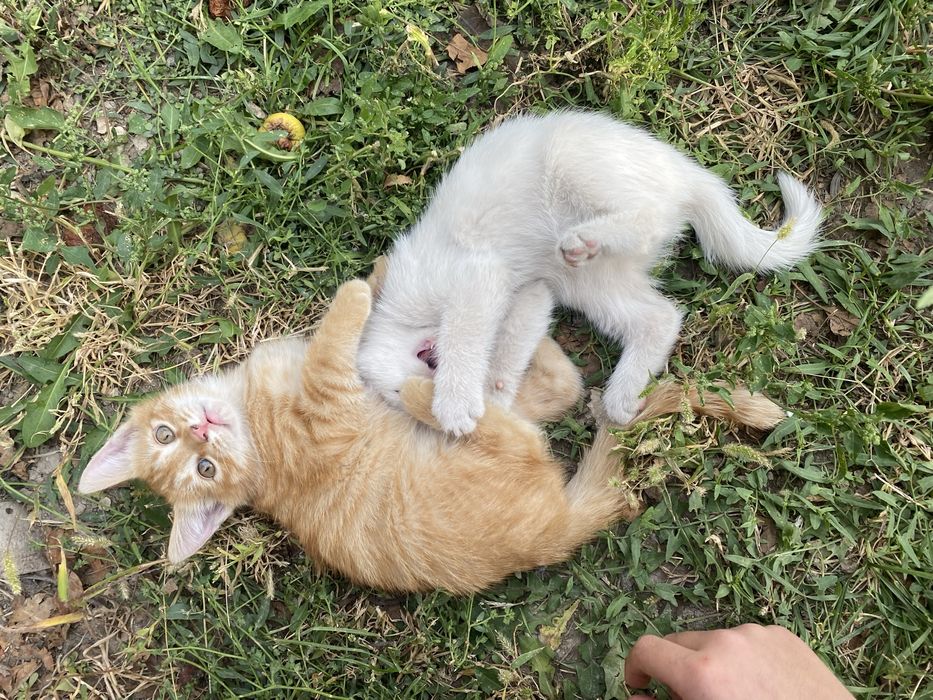Ищем дом для двух замечательных 2-месячных котят.