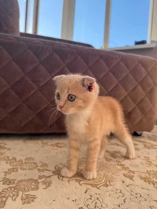 Котёнок 1,5 месяцев мальчик