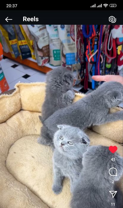 Кошечки " Скоттиш-фолд"