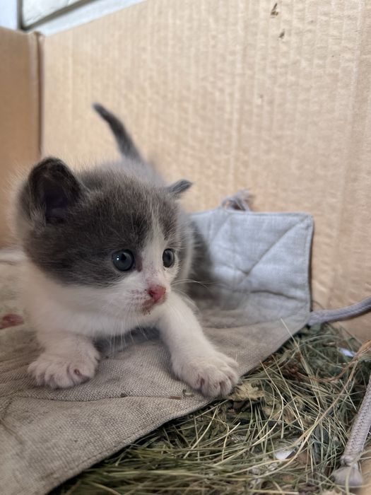 Отдам котят безоплатно
