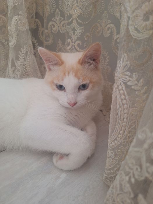 Отдам даром кота 1, 2 года