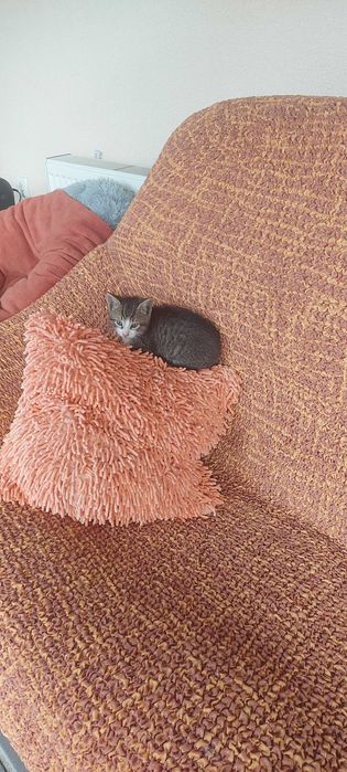 Nicu, Costi, Marcel si Mira pisoiasi mici