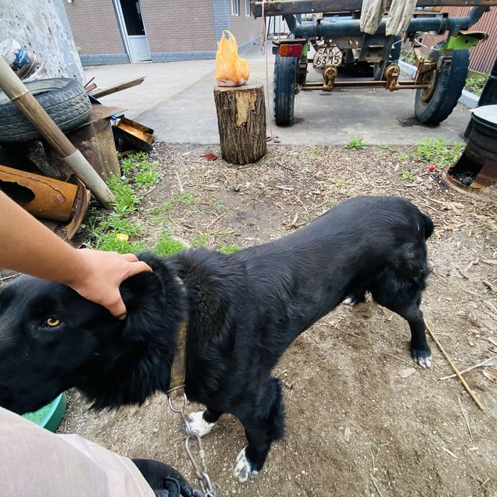 Прадам сабаку алайбай