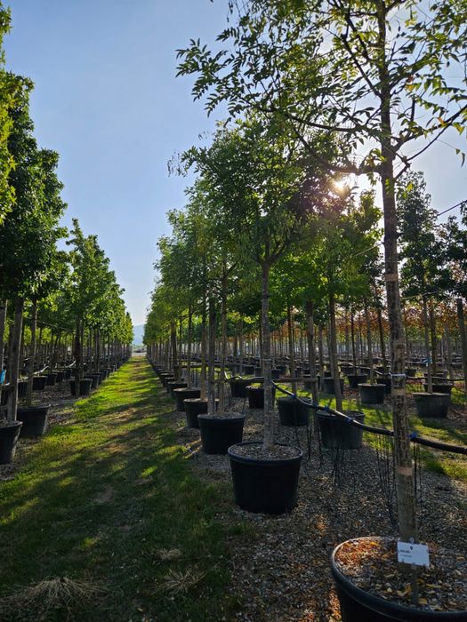 Copacii foiosi tei mestecan platan frasin toate dimensiunile