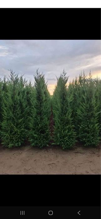 Leylandii gard viu oferta