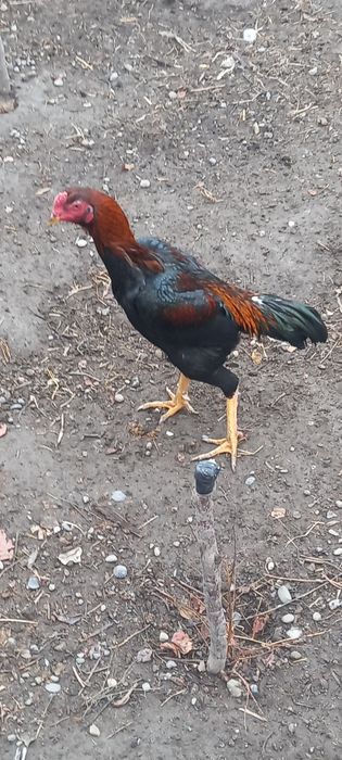 Хурозлар сотилади