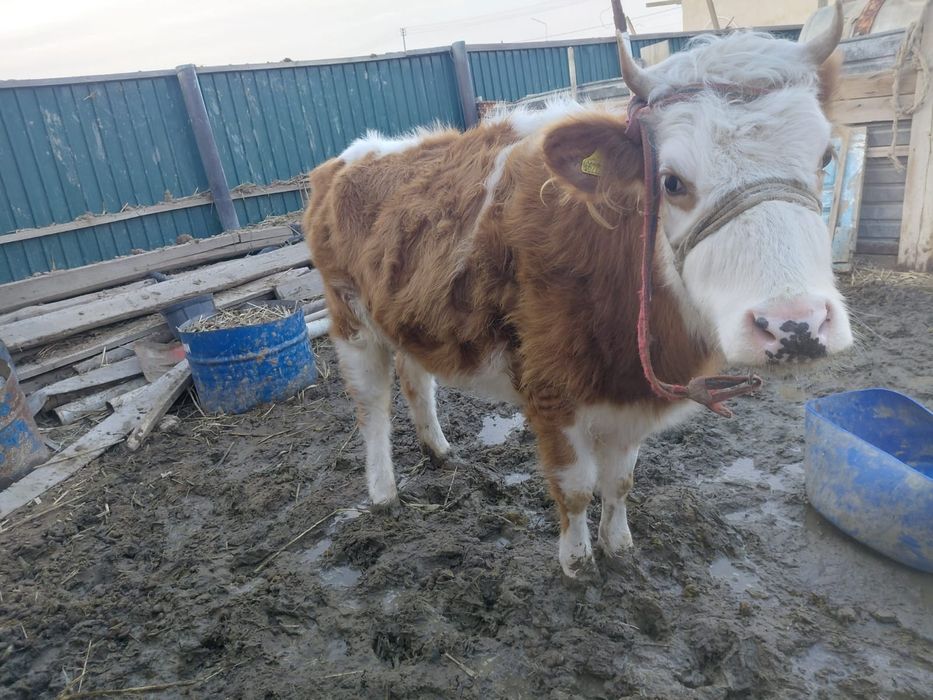 Бузаулы сиыр сатылады