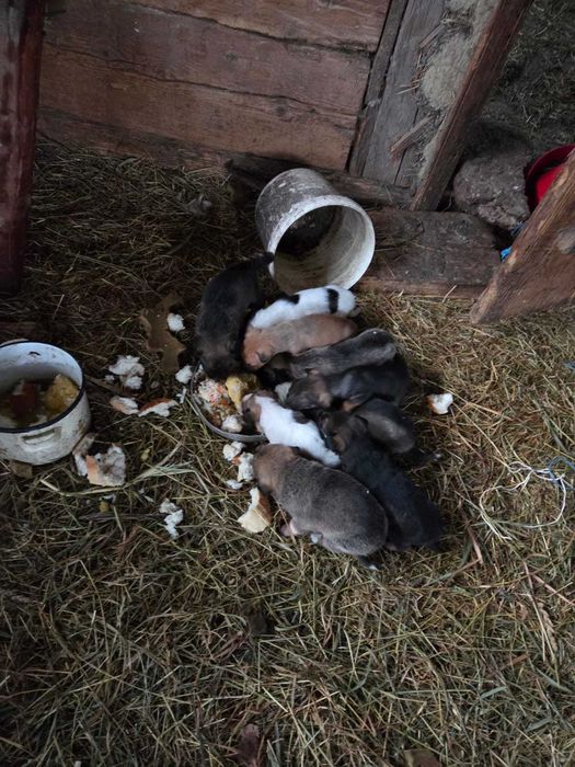 caini mici si frumusei