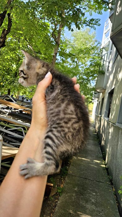 Adoptii pui pisică