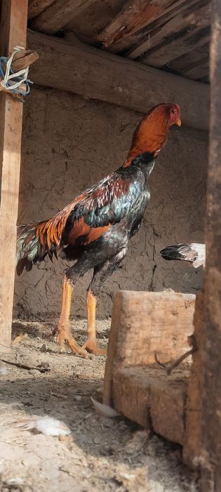 Xuroz sotiladi zoti toza