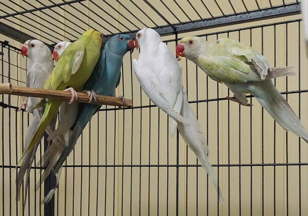 Vand papagali micul alexandru