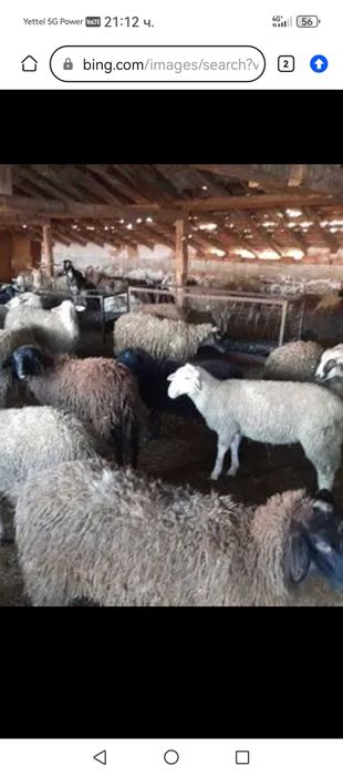 шилета цена по договаряне