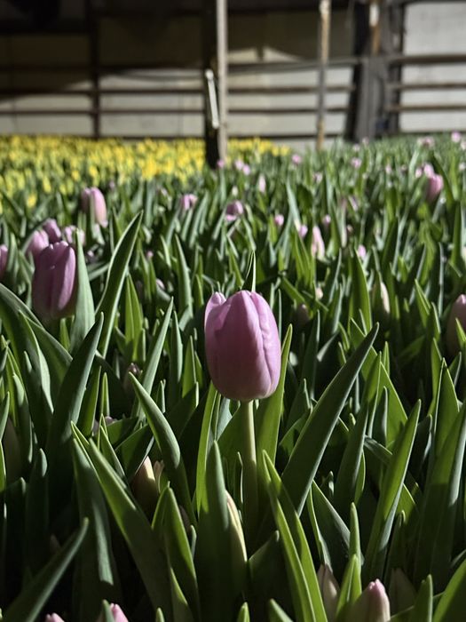 Продам тюльпаны, разный сорт