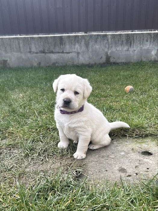 Pui Labrador Retrivere cu Pedigree FCI !!!