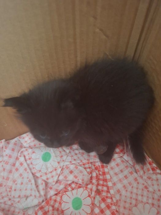 Котята котята бесплатно
