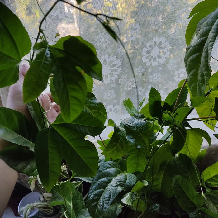 Продается Пассифлора