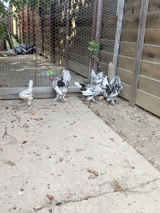 Găini și cocoși pitici