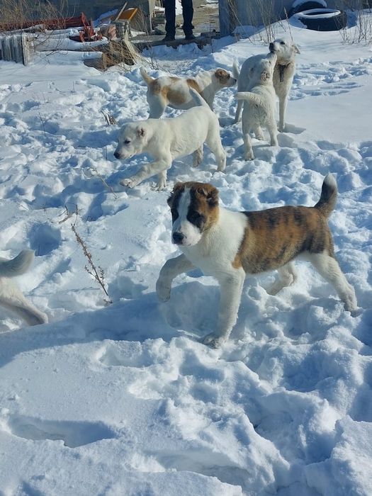 Предлагаются щенки САО