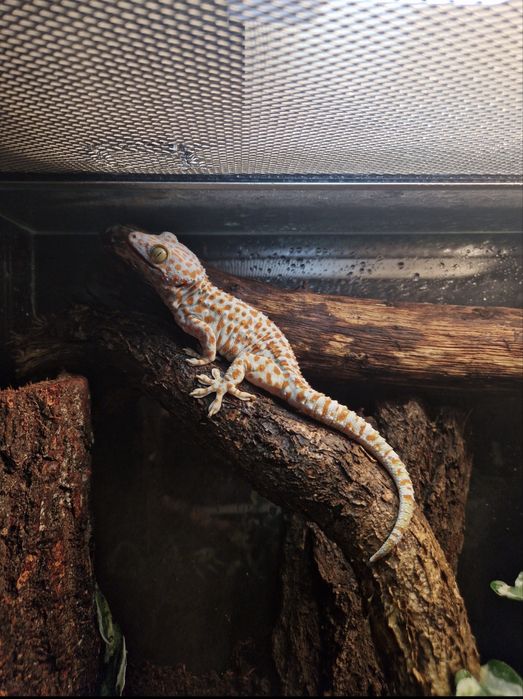 vand gecko, soparla, insecte, etc