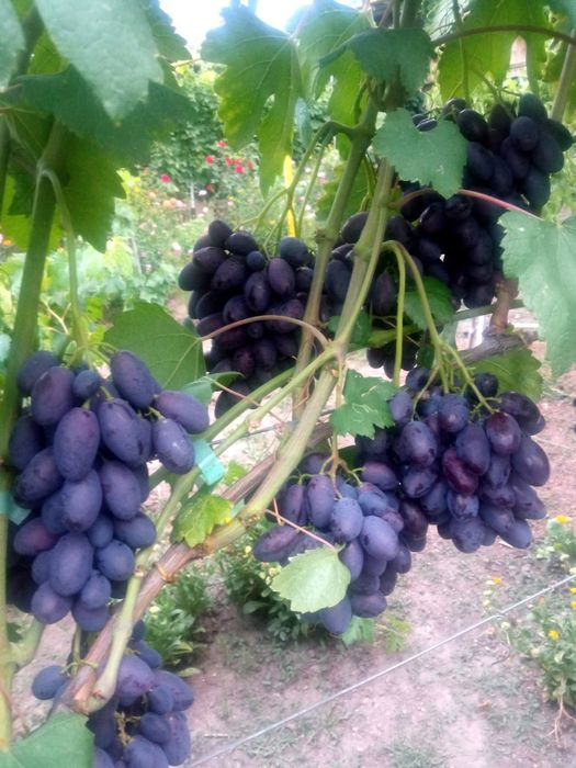 Vita de vie anul 3 struguri mari de masa pentru boltă