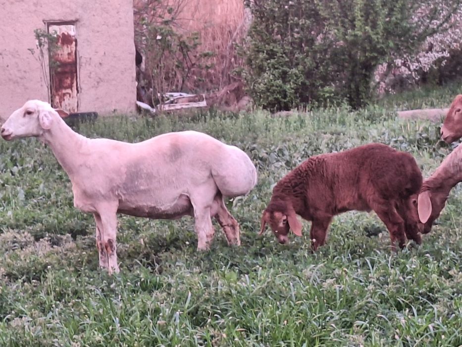 Ona bola  quy sotiladi