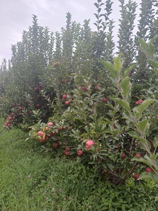 Яблоки продам золотой и американка