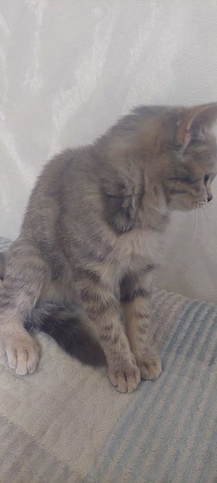 Срочно Котёнок девочка ишет себе хозяйку