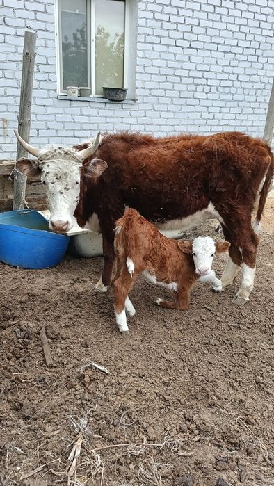 Бұзаулы сиыр сатылады.