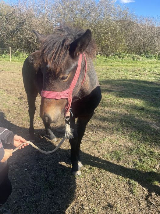 Vând manză de 4 luni fac si schimb pe oi