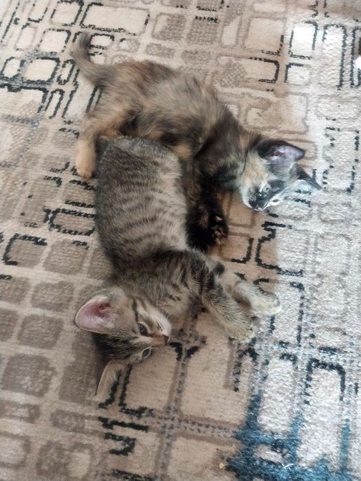 Милые котята в добрые руки