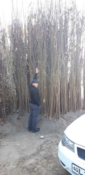 Павлония,КлёнБаграни,Тераг,Чинор,Каштан,Липа,декор кучат