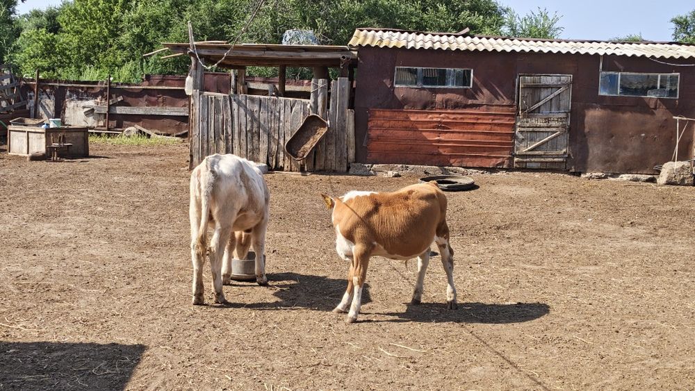 Продам телят на молочной выпойке