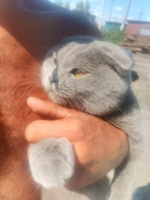 Продам кота вислоухий