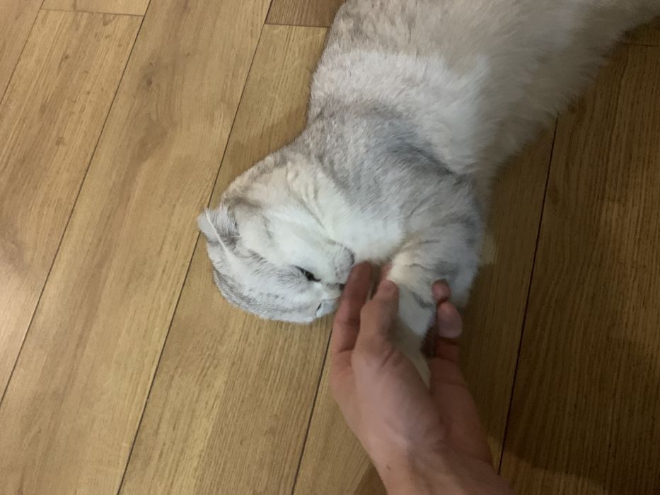 Скотиш фолд кошка