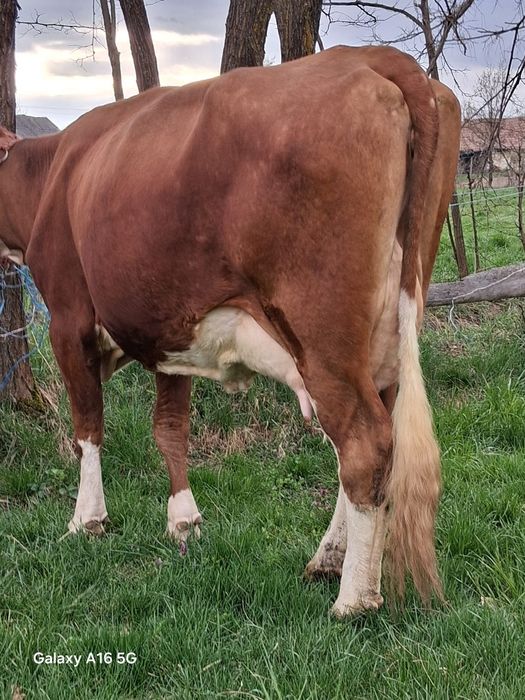 Vand juninca baltata românească la a 2a fătare