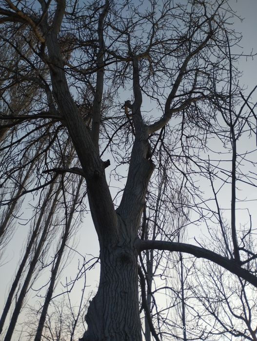 Yongʻoq daraxti sotiladi