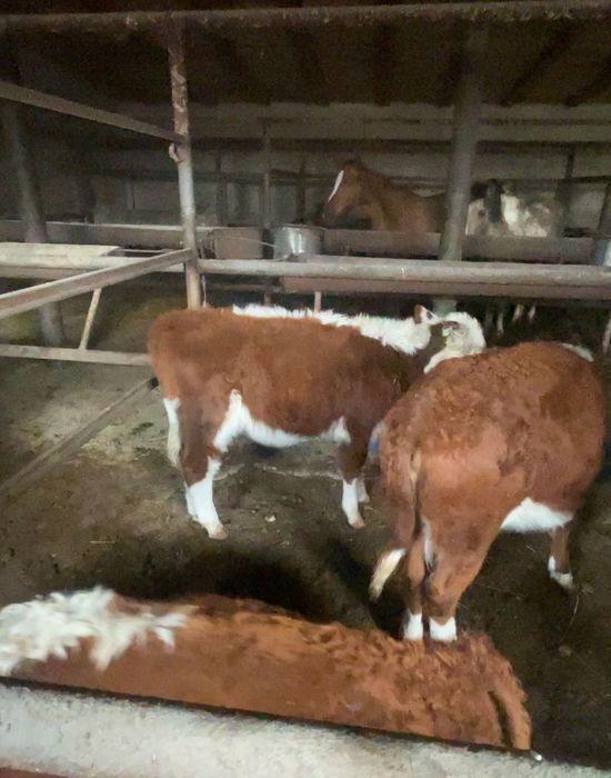 Продам 3 телки можно на мясо