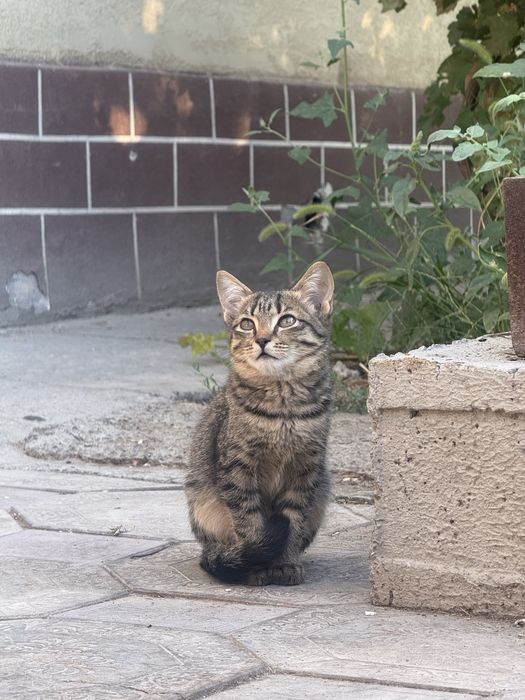 Отдам котят в добрые руки!