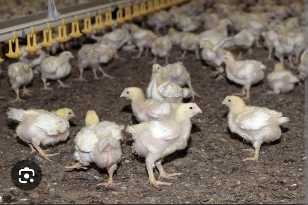 Курица бройлерные