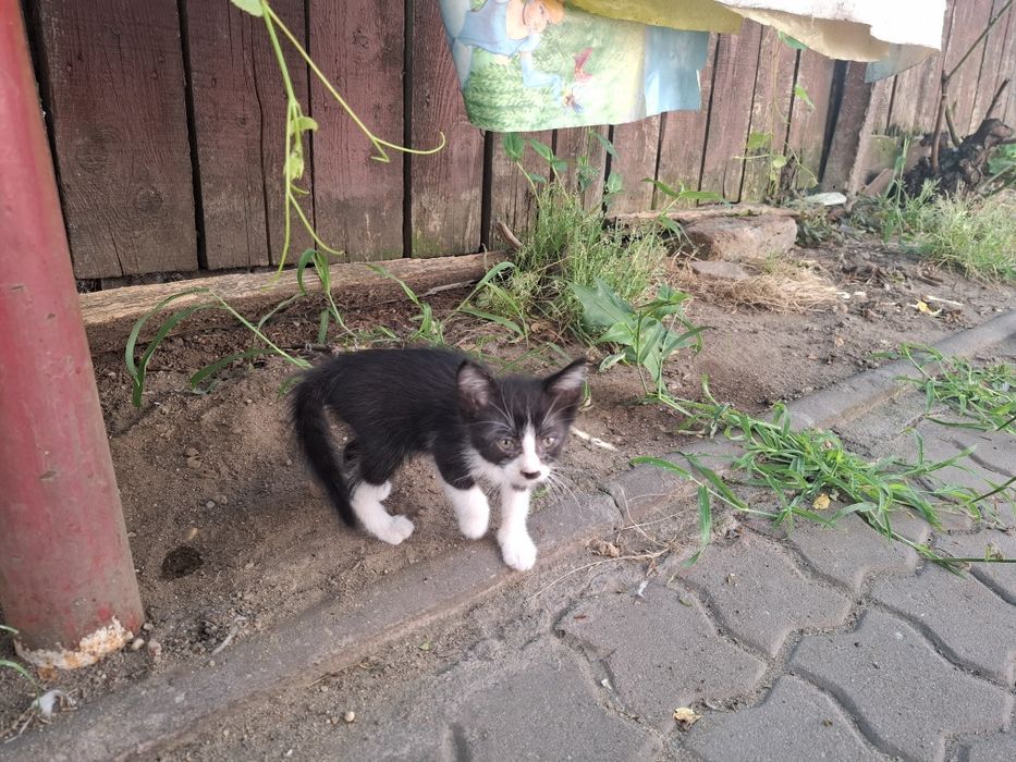 Ofer spre adoptie